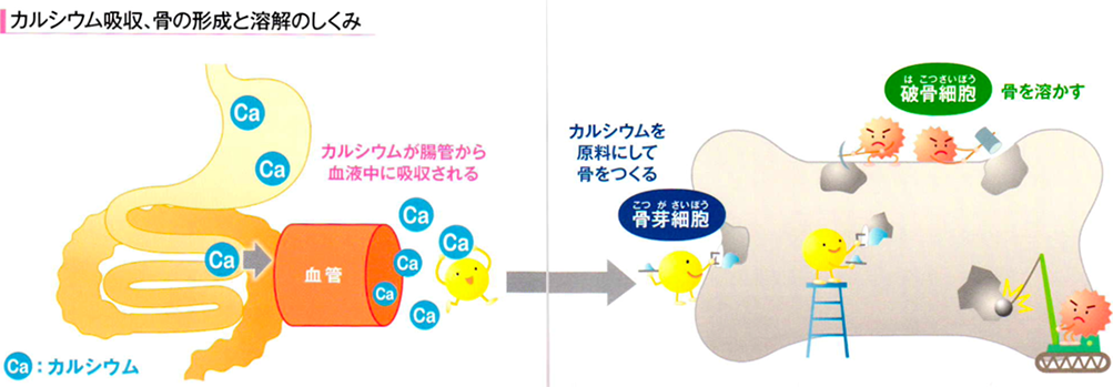 骨粗鬆症検査とは