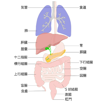 図　消化器系の全体像